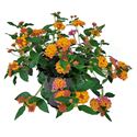 Bild von Ej Portulaca P19 Hang New
